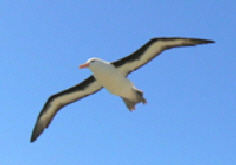 Giebateau4