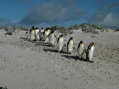 KingPenguins