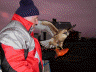 Red Backed Buzzard